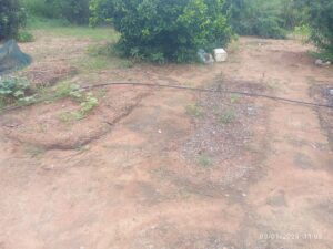 Food garden before