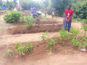 Food garden after intervention 