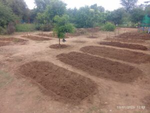 Food garden after